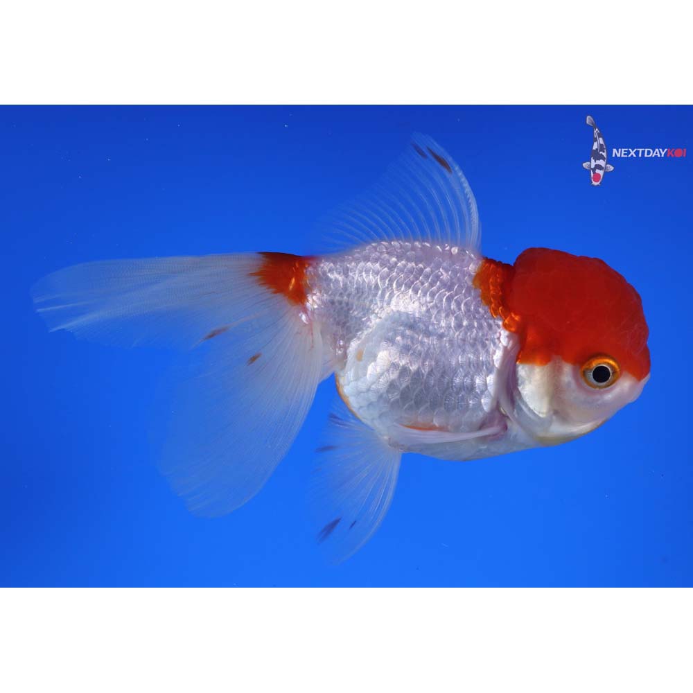 4.5” Imported Red and White Oranda