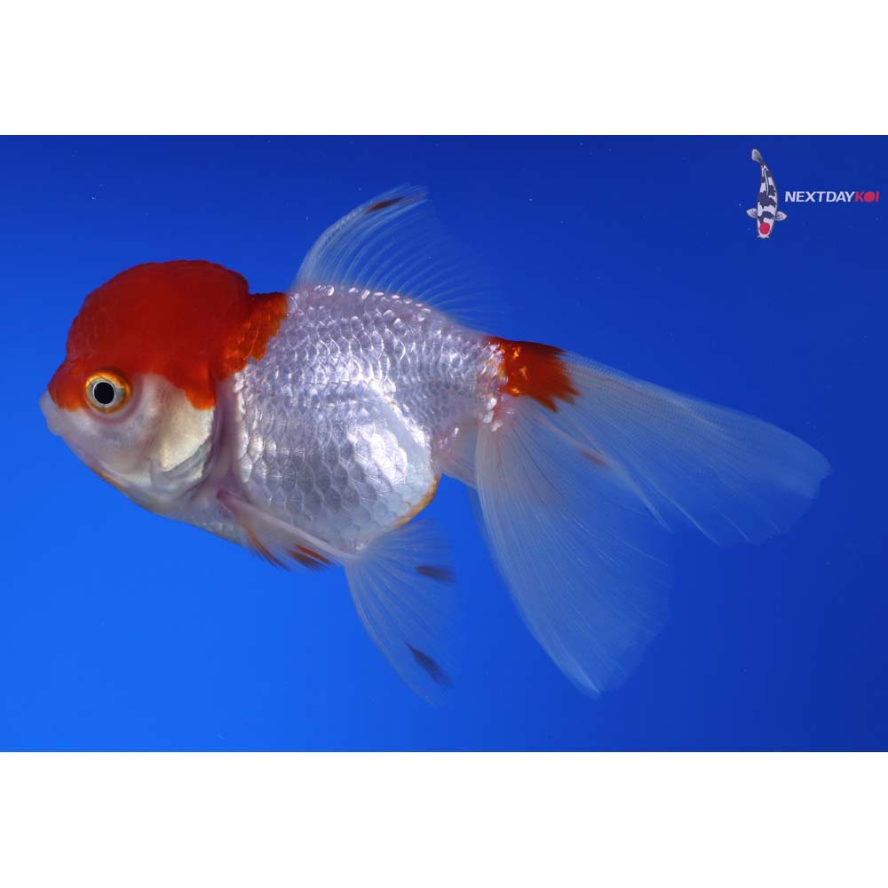 4.5” Imported Red and White Oranda