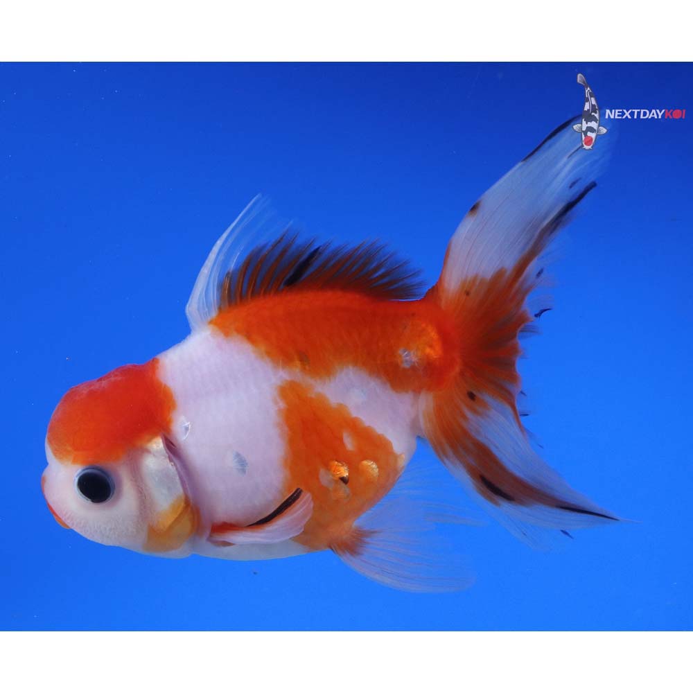 5” Imported Red and White Oranda