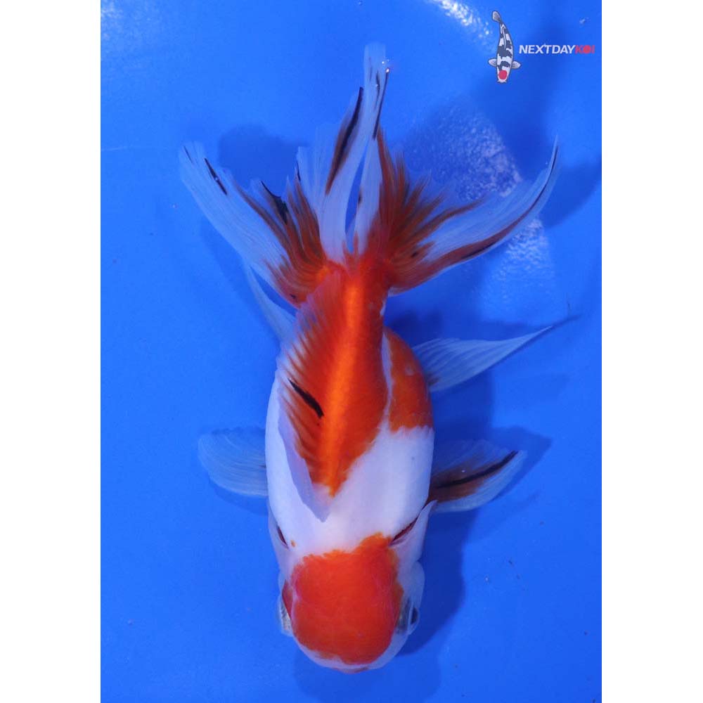 5” Imported Red and White Oranda