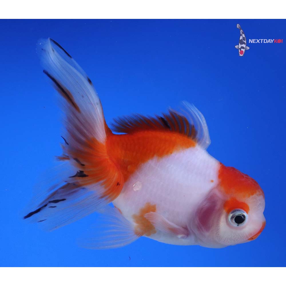5” Imported Red and White Oranda