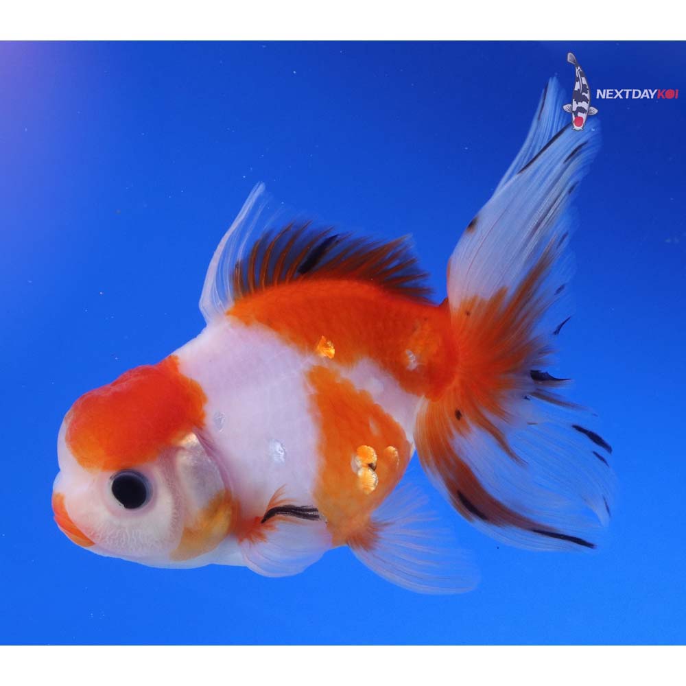 5” Imported Red and White Oranda