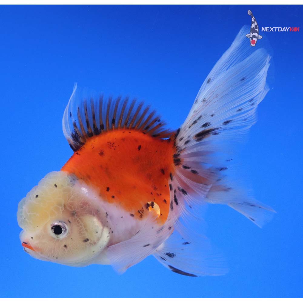 5” Imported Calico Oranda