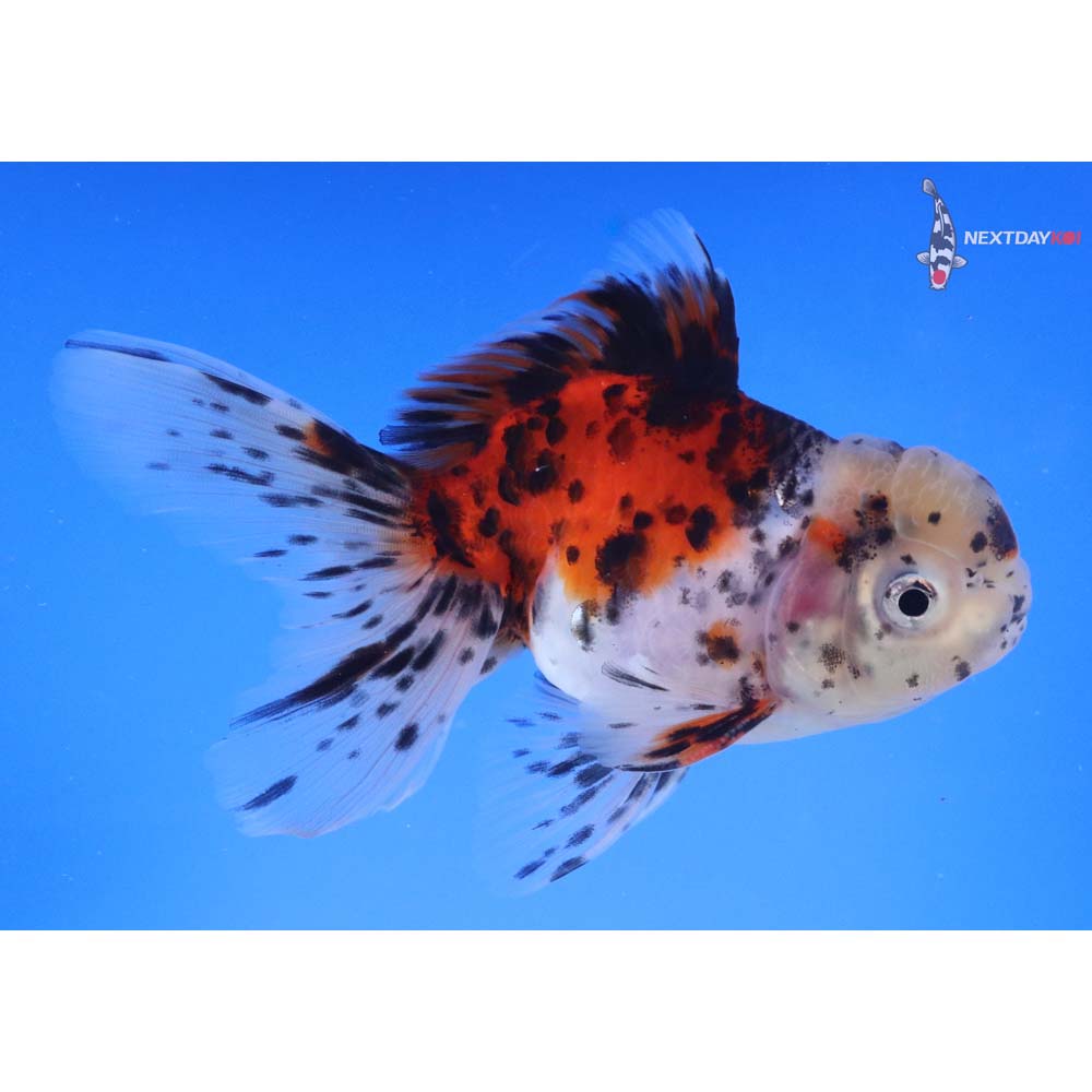 5” Imported Calico Oranda