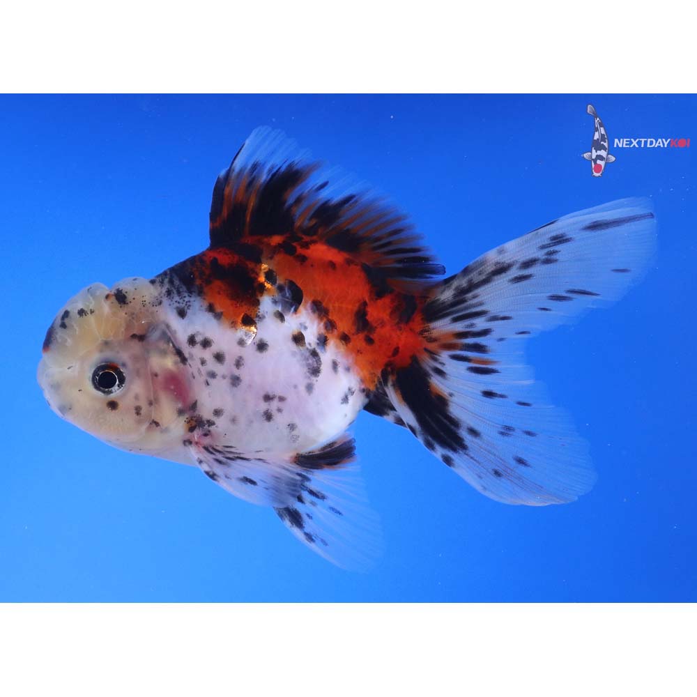 5” Imported Calico Oranda