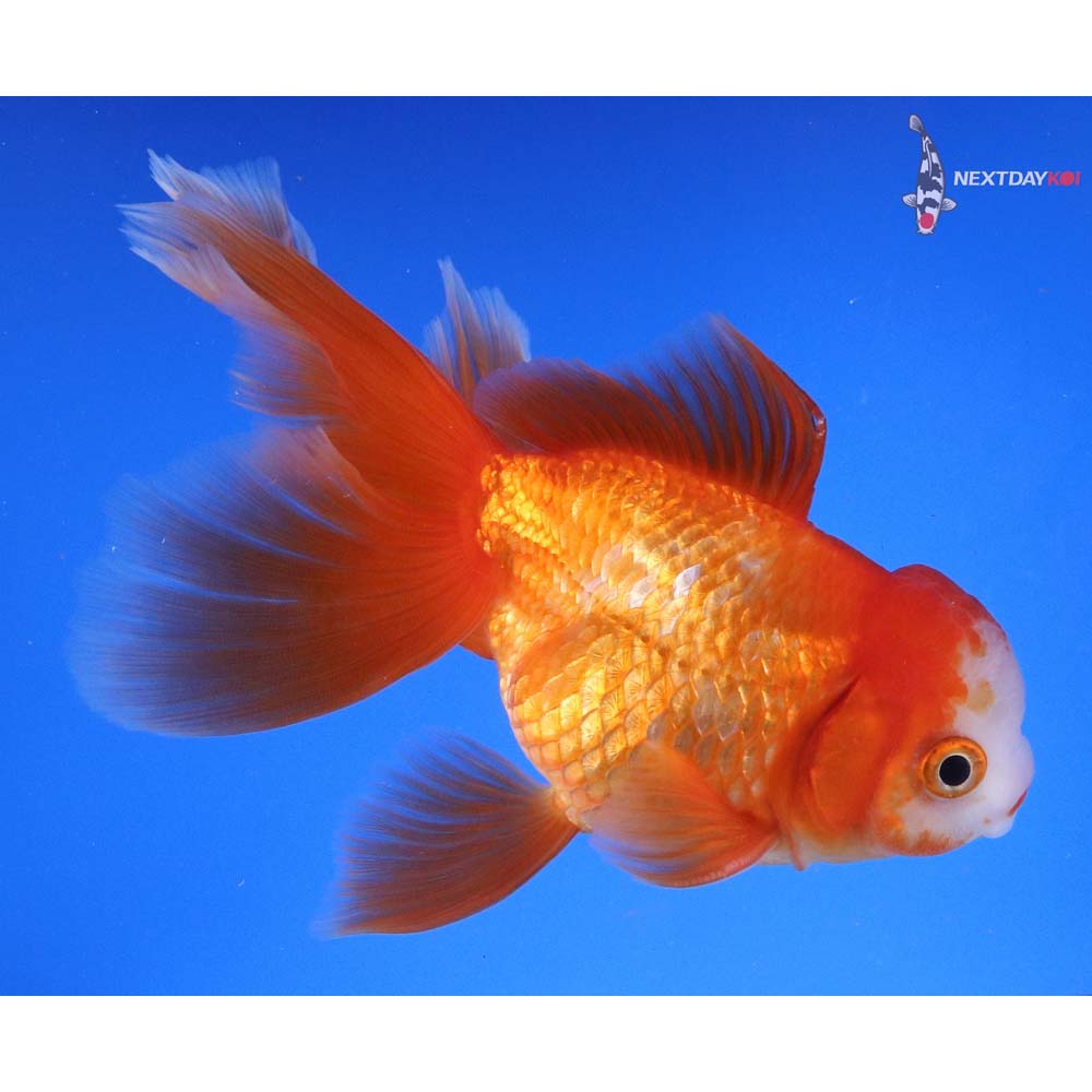 5.5” Imported Red and White Oranda