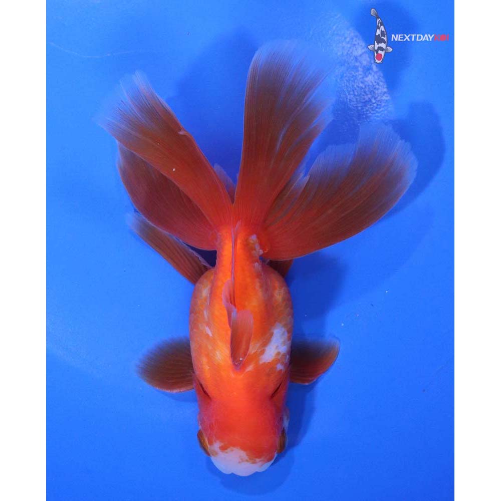 5.5” Imported Red and White Oranda