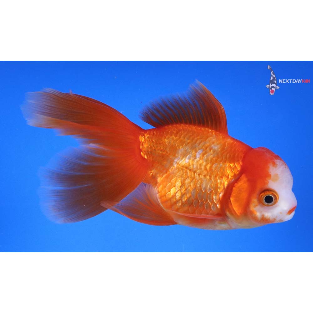 5.5” Imported Red and White Oranda