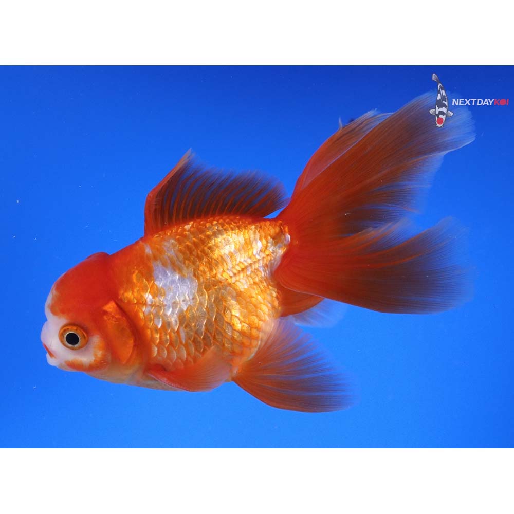 5.5” Imported Red and White Oranda