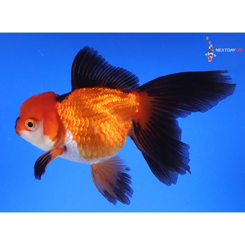 5.5” Imported Tri Color Oranda
