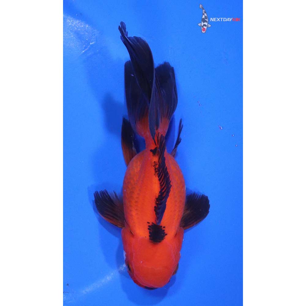 5.5” Imported Tri Color Oranda