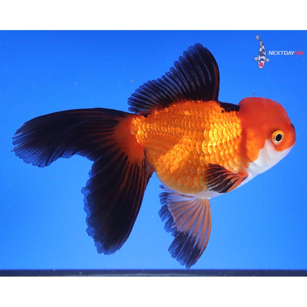5.5” Imported Tri Color Oranda