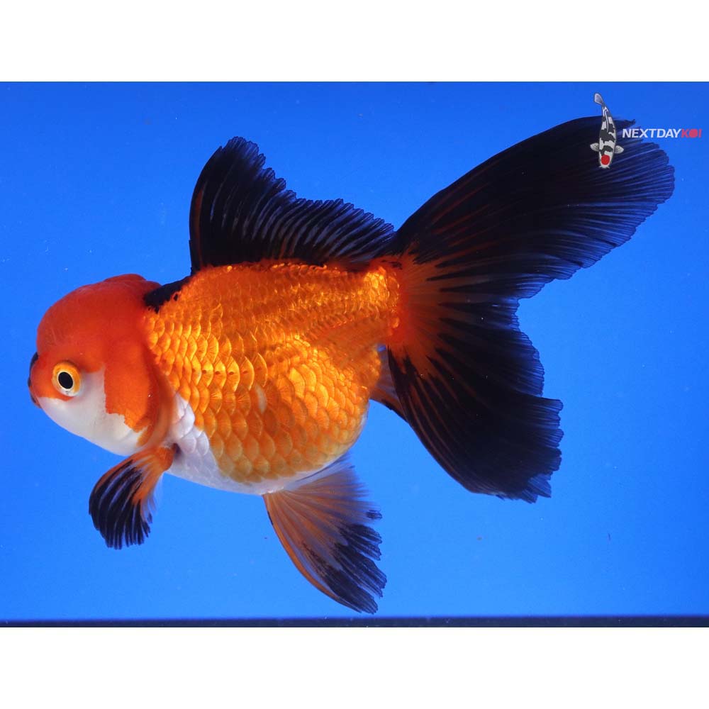 5.5” Imported Tri Color Oranda