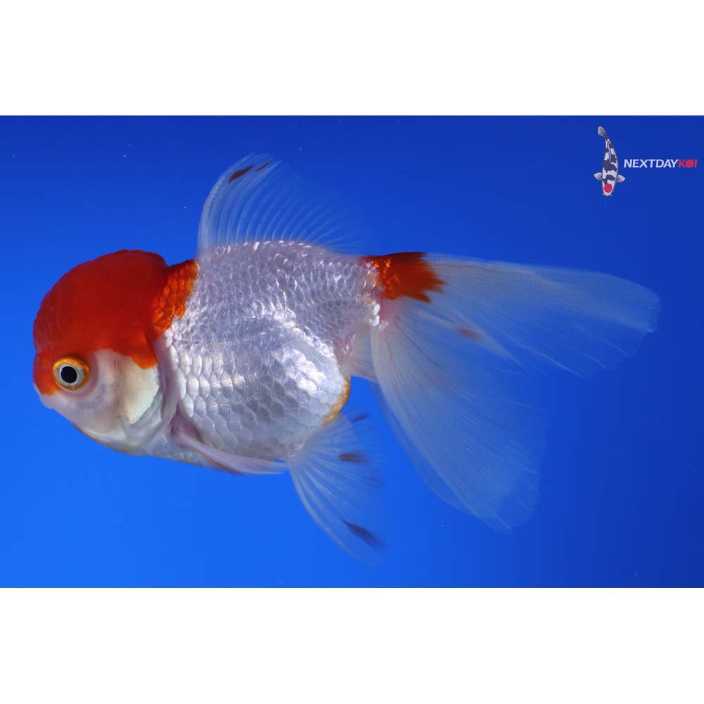 4.5” Imported Red and White Oranda