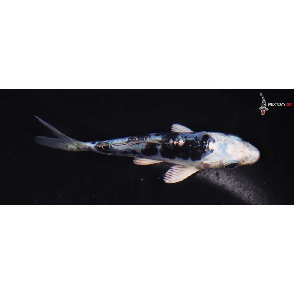 3.5” Imported Doitsu Gin Shiro Bekko