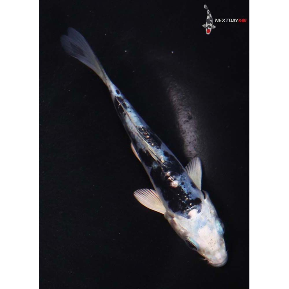 3.5” Imported Doitsu Gin Shiro Bekko