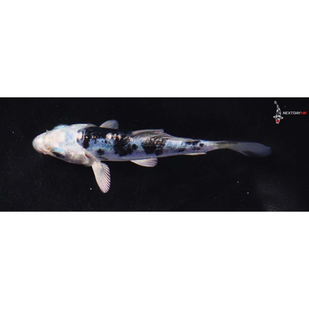 3.5” Imported Doitsu Gin Shiro Bekko