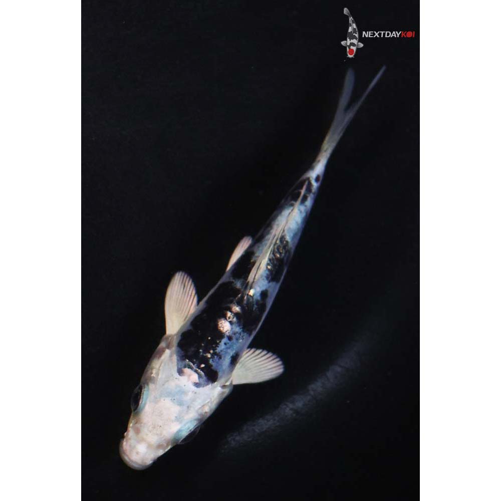 3.5” Imported Doitsu Gin Shiro Bekko