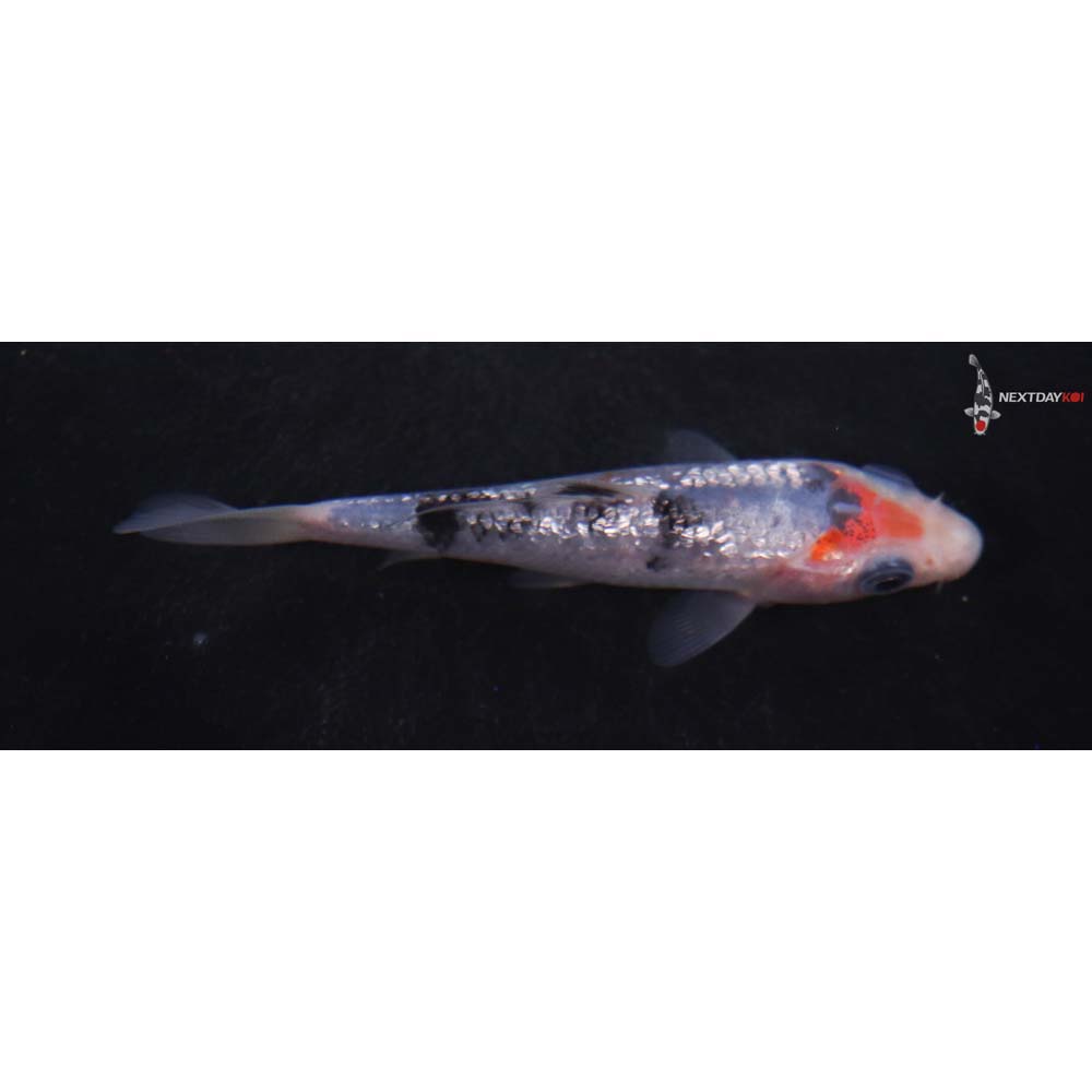 3.5” Imported Gin Rin Sanke