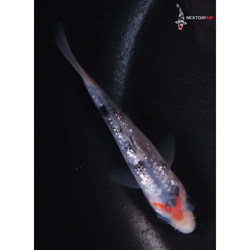 3.5” Imported Gin Rin Sanke