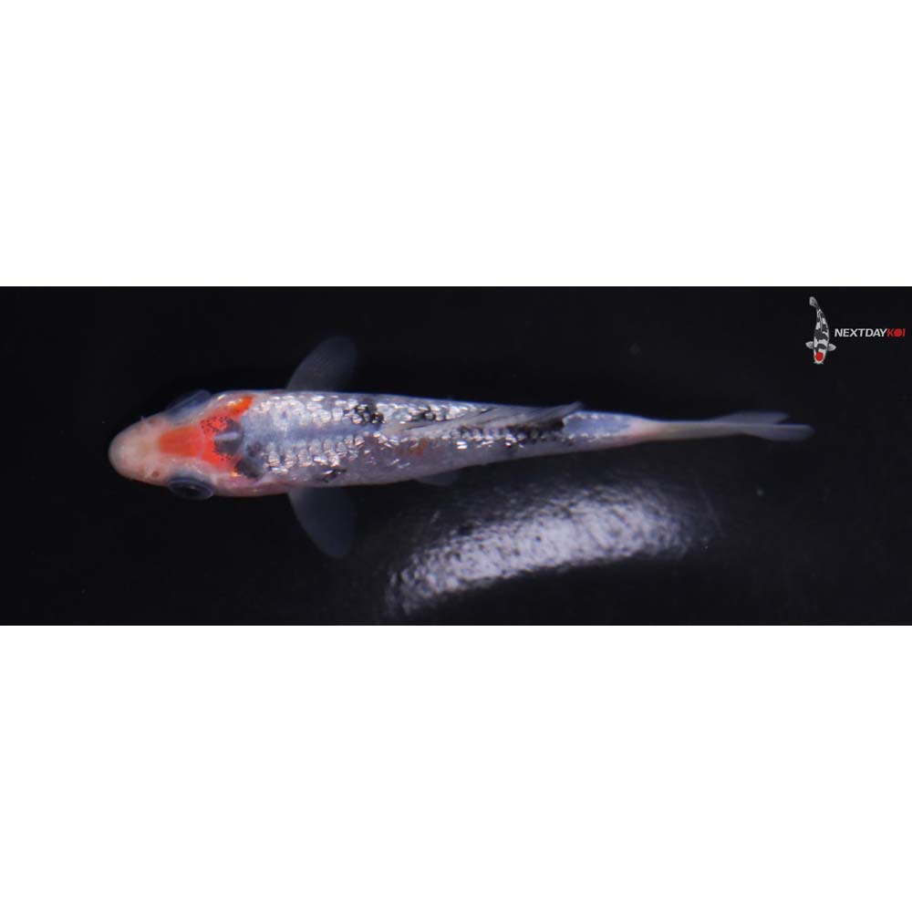 3.5” Imported Gin Rin Sanke