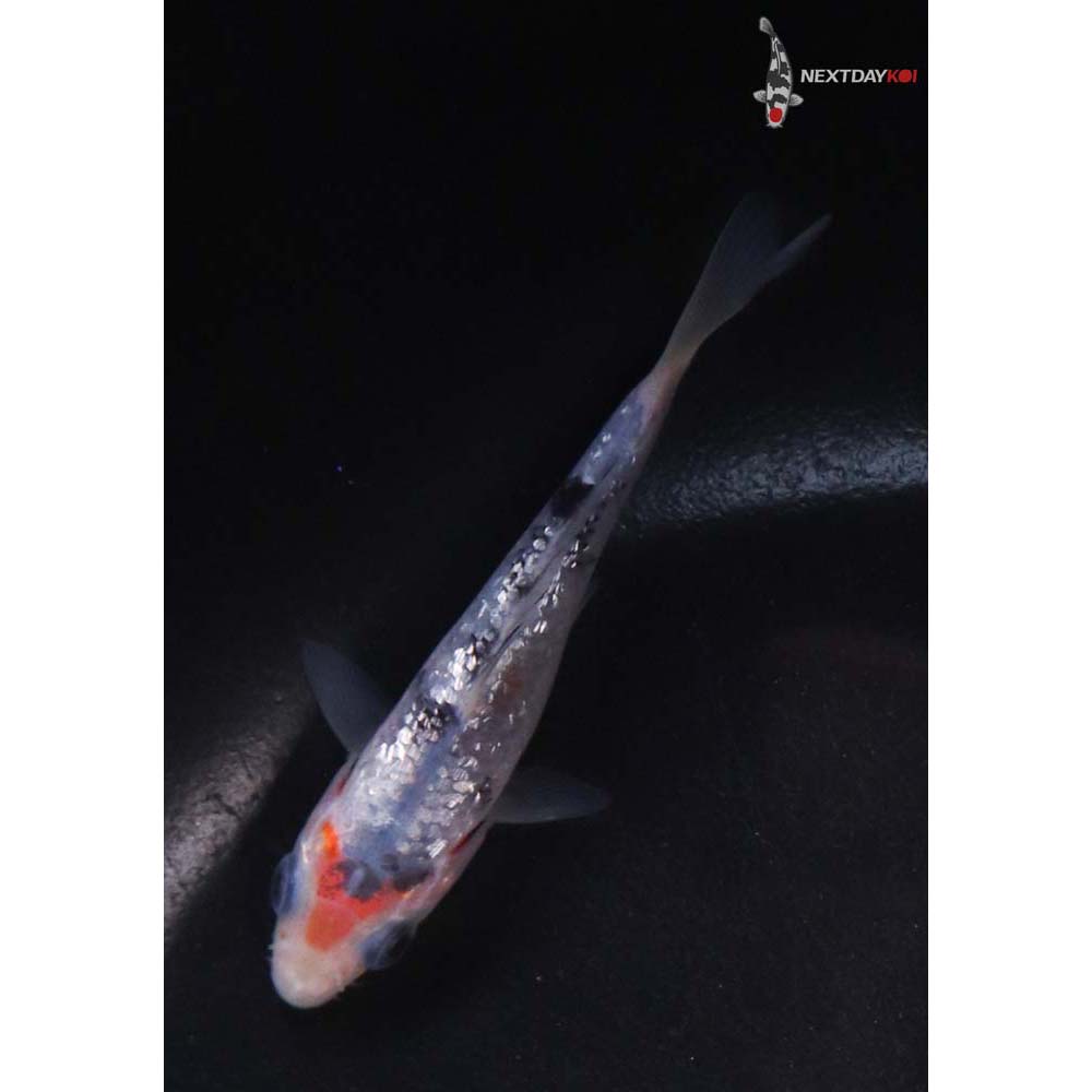 3.5” Imported Gin Rin Sanke