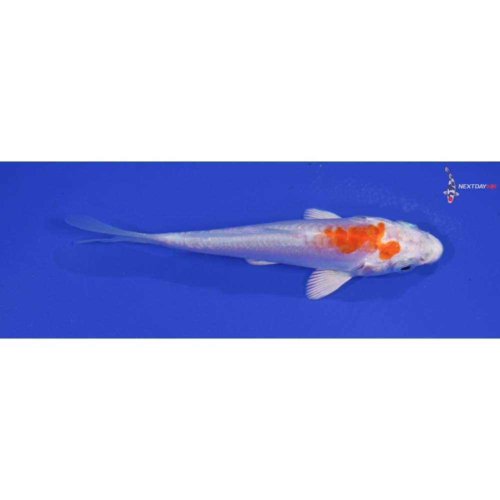 4” Imported Kikusui