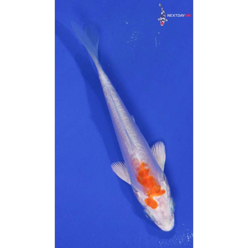 4” Imported Kikusui