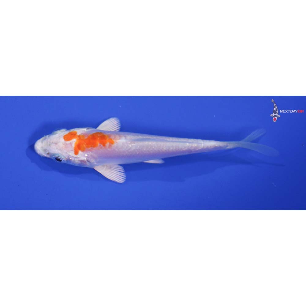 4” Imported Kikusui