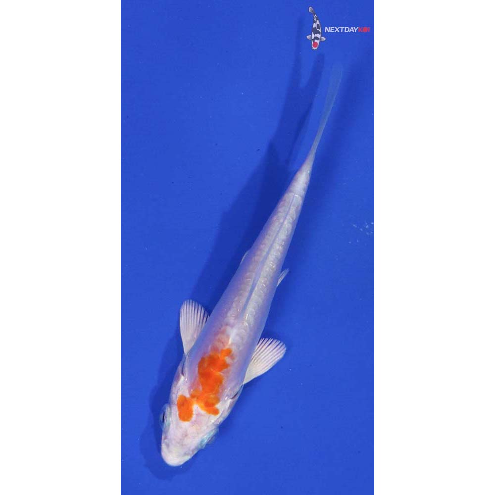 4” Imported Kikusui