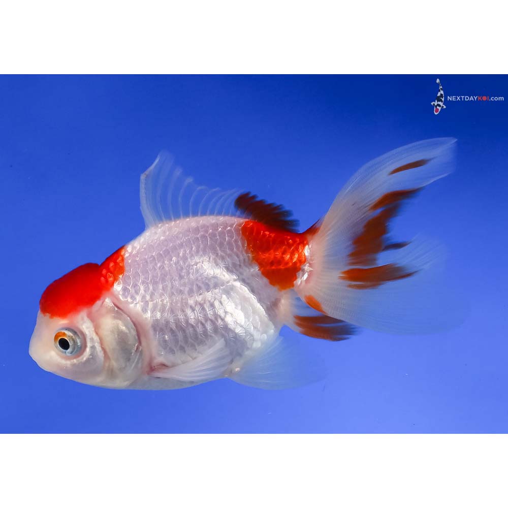 4” Imported Red and White Oranda