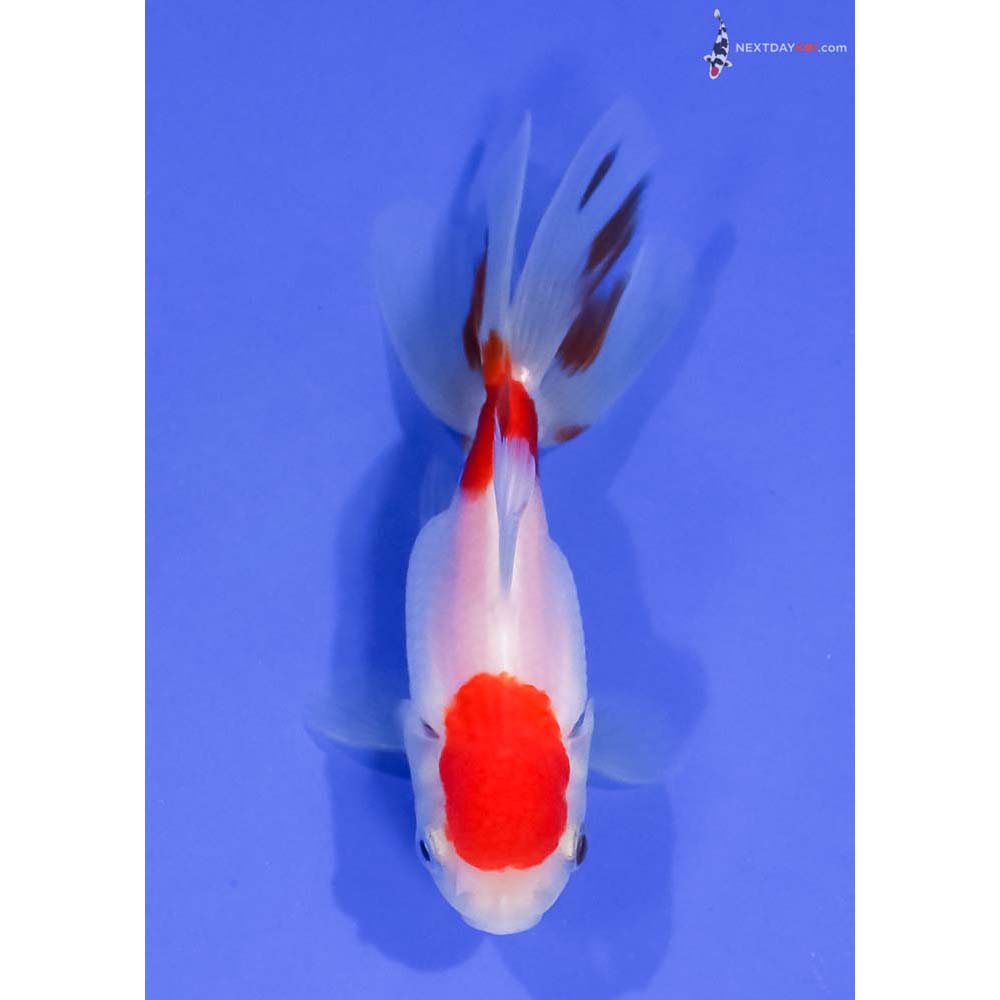 4” Imported Red and White Oranda