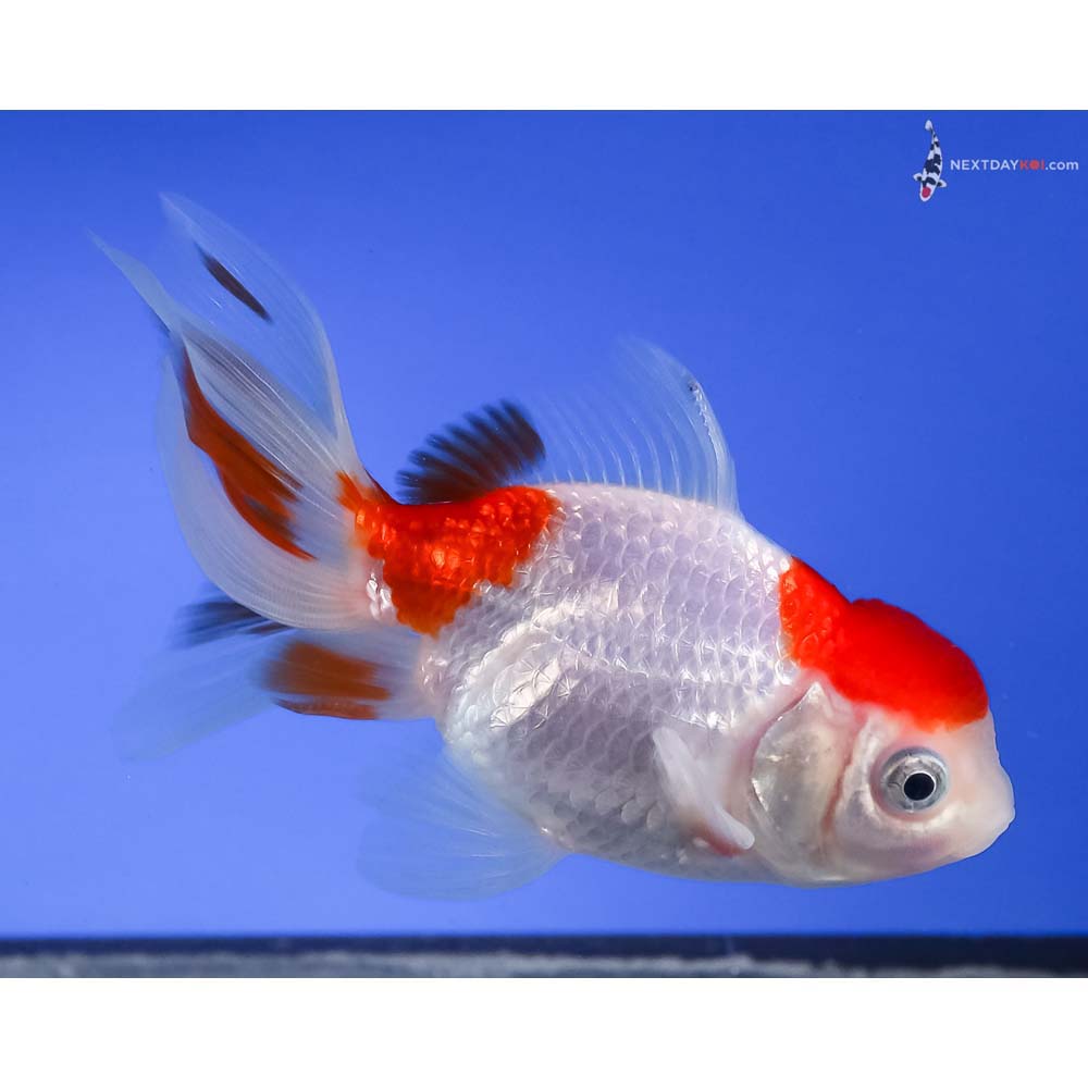4” Imported Red and White Oranda