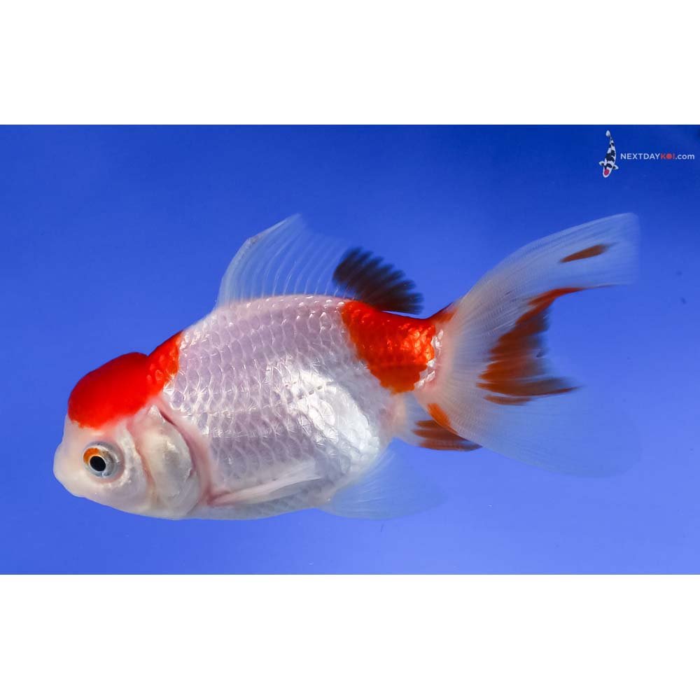 4” Imported Red and White Oranda