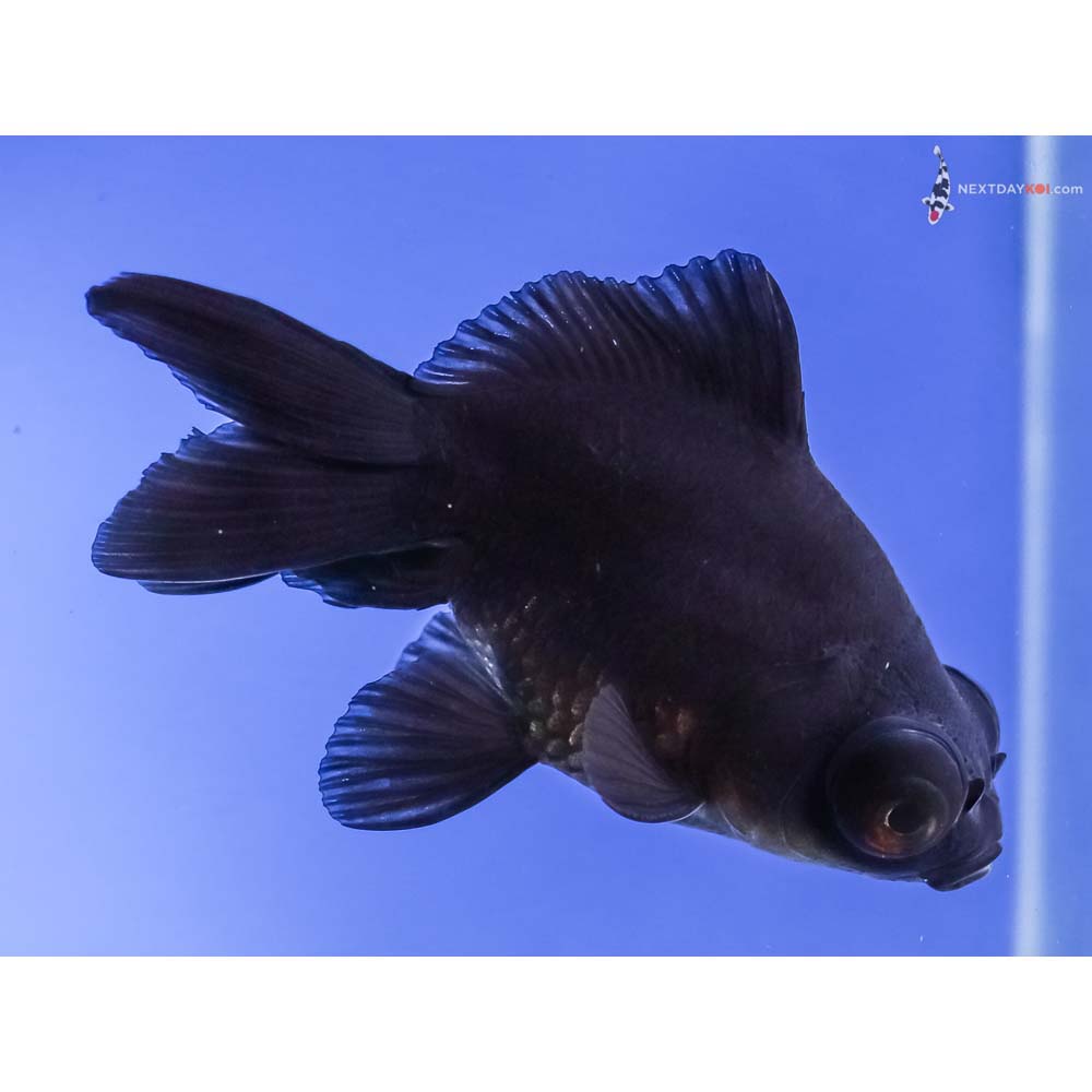 4” Imported Black Telescope Fantail