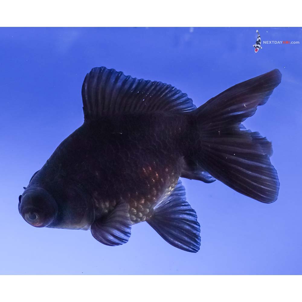 4” Imported Black Telescope Fantail