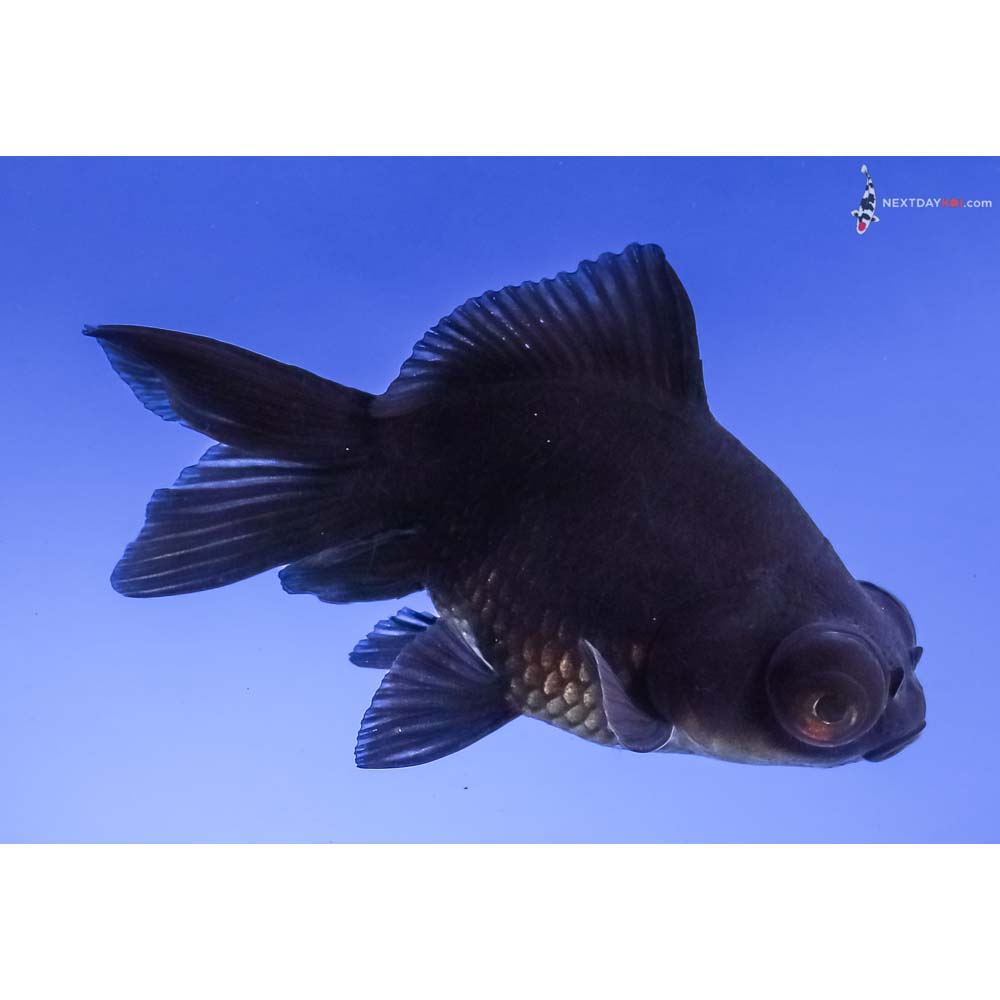 4” Imported Black Telescope Fantail