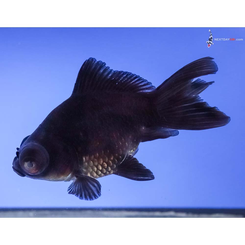 4” Imported Black Telescope Fantail