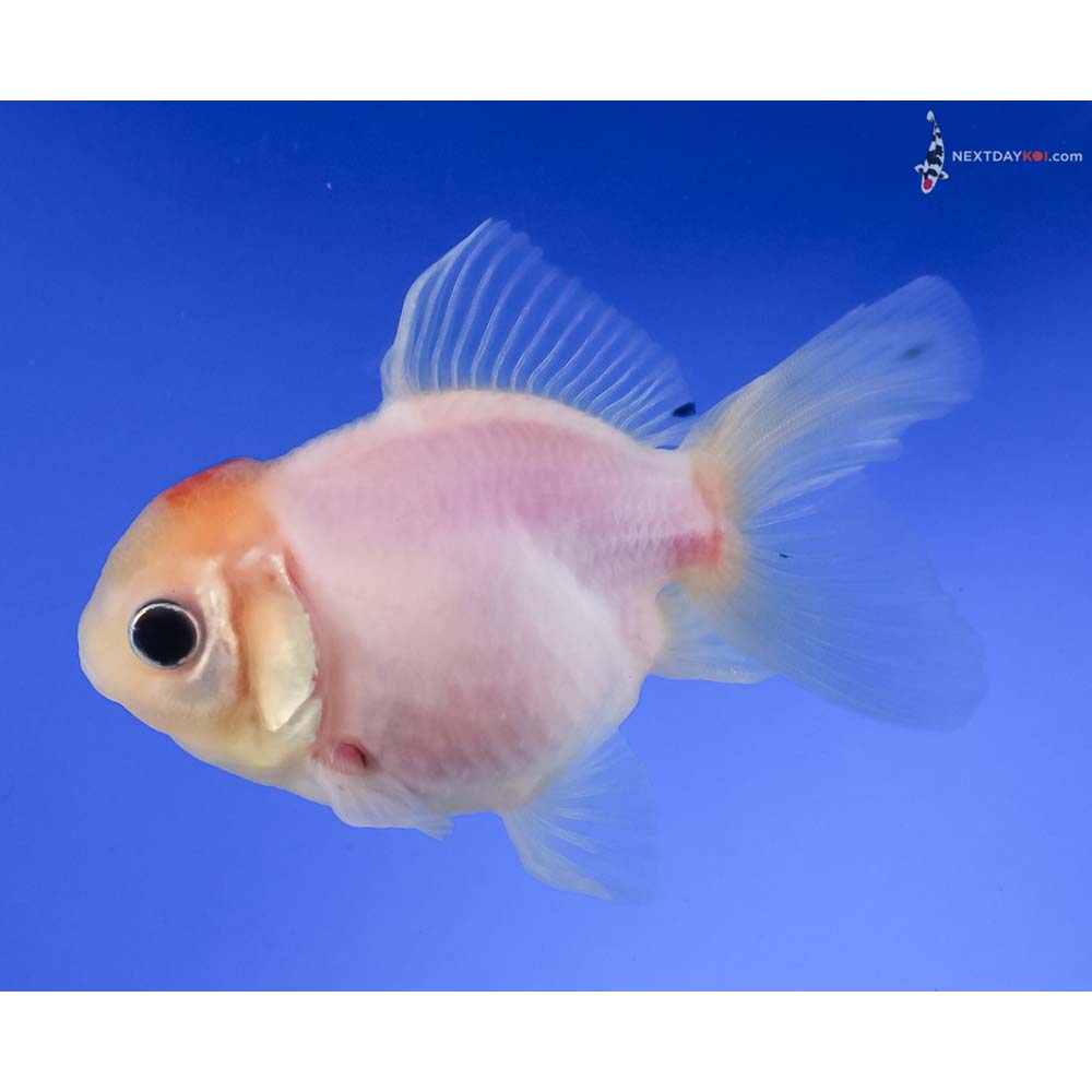 4” Imported Red and White Oranda