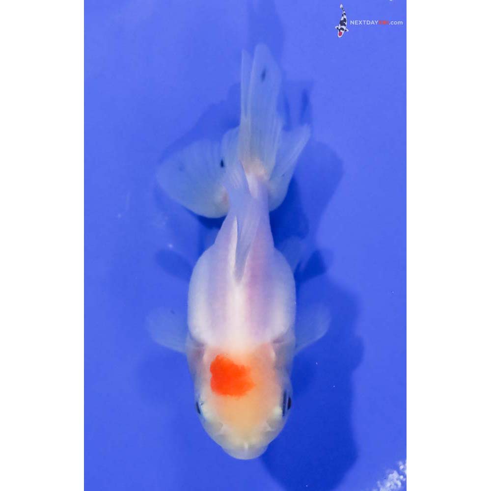 4” Imported Red and White Oranda