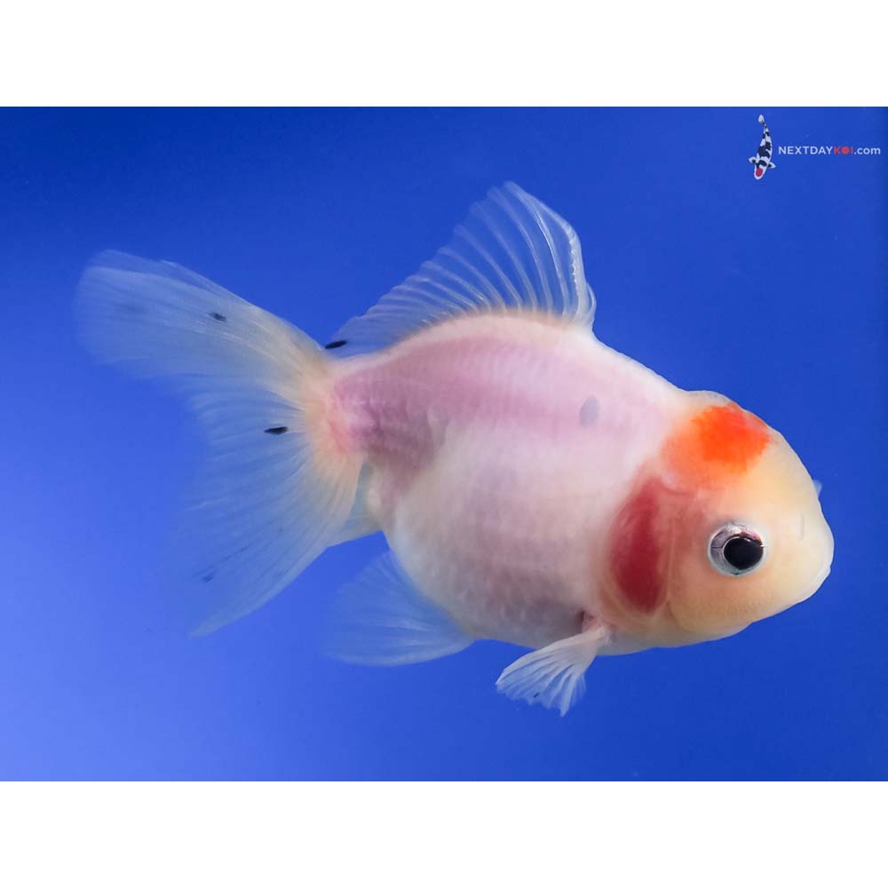 4” Imported Red and White Oranda