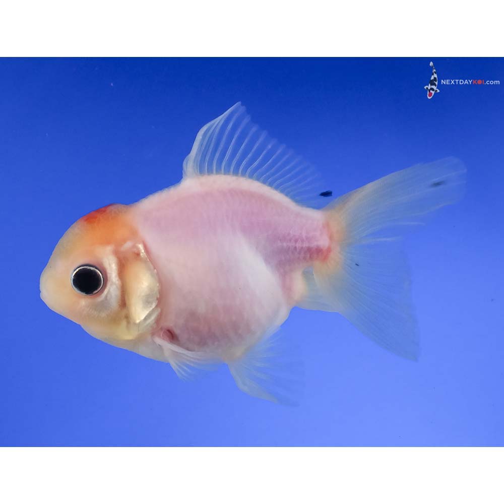 4” Imported Red and White Oranda