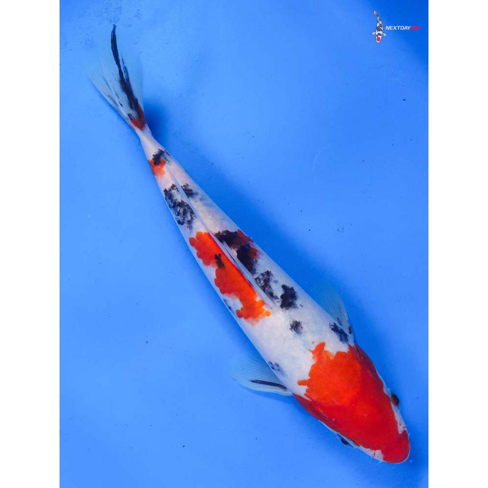 8” Imported Sanke