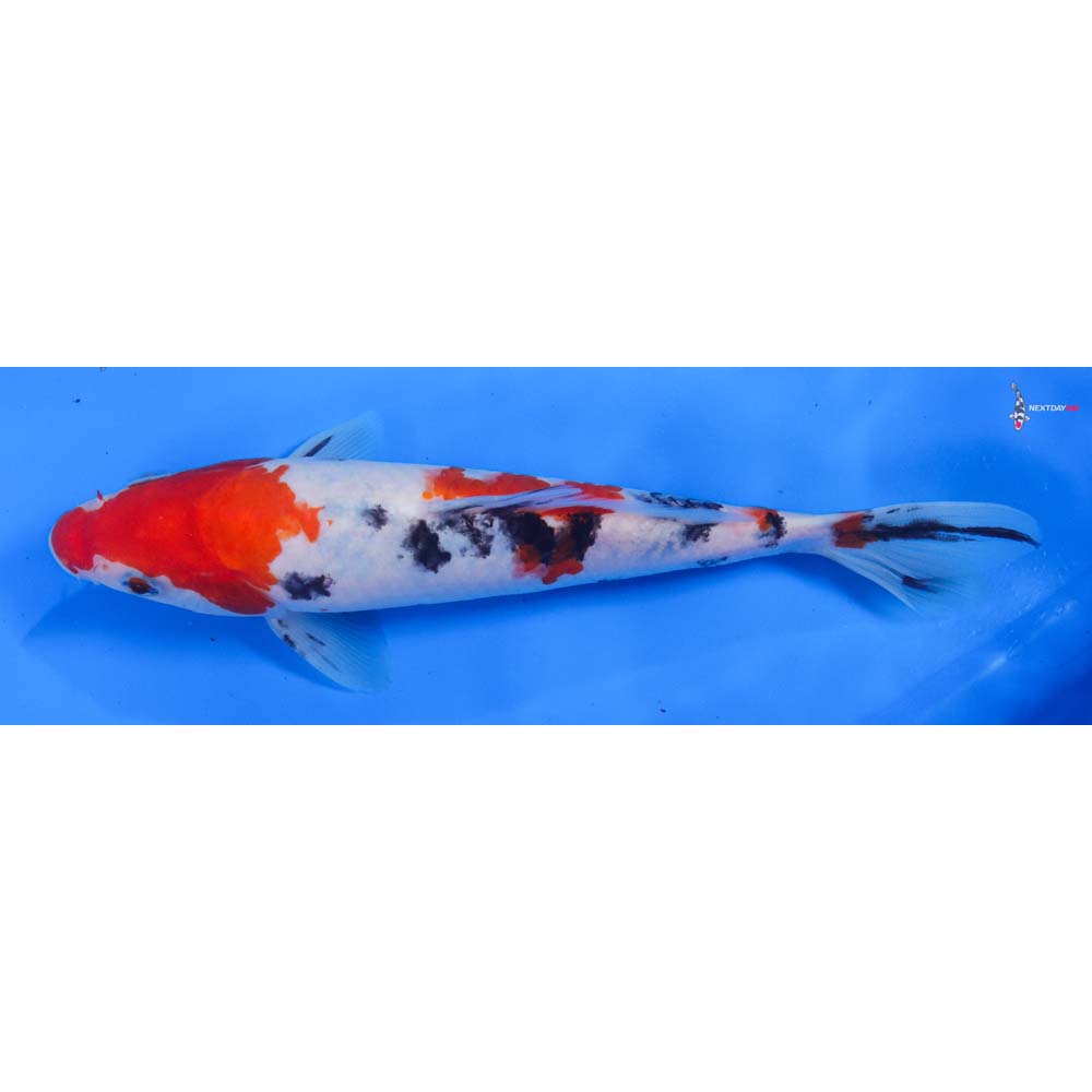8” Imported Sanke