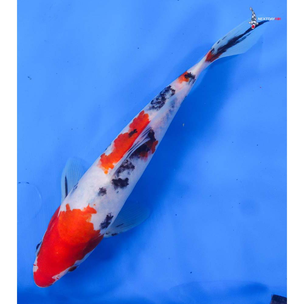8” Imported Sanke