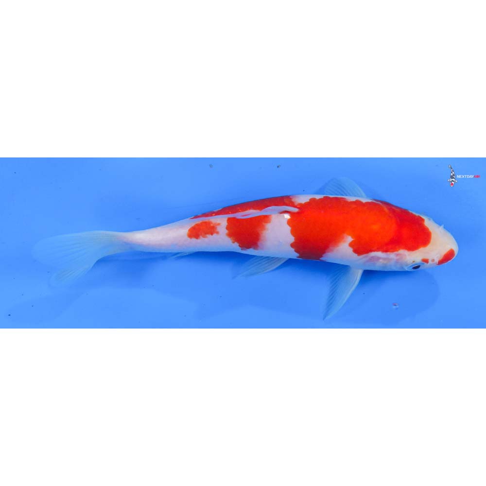 7.5” Imported Kohaku
