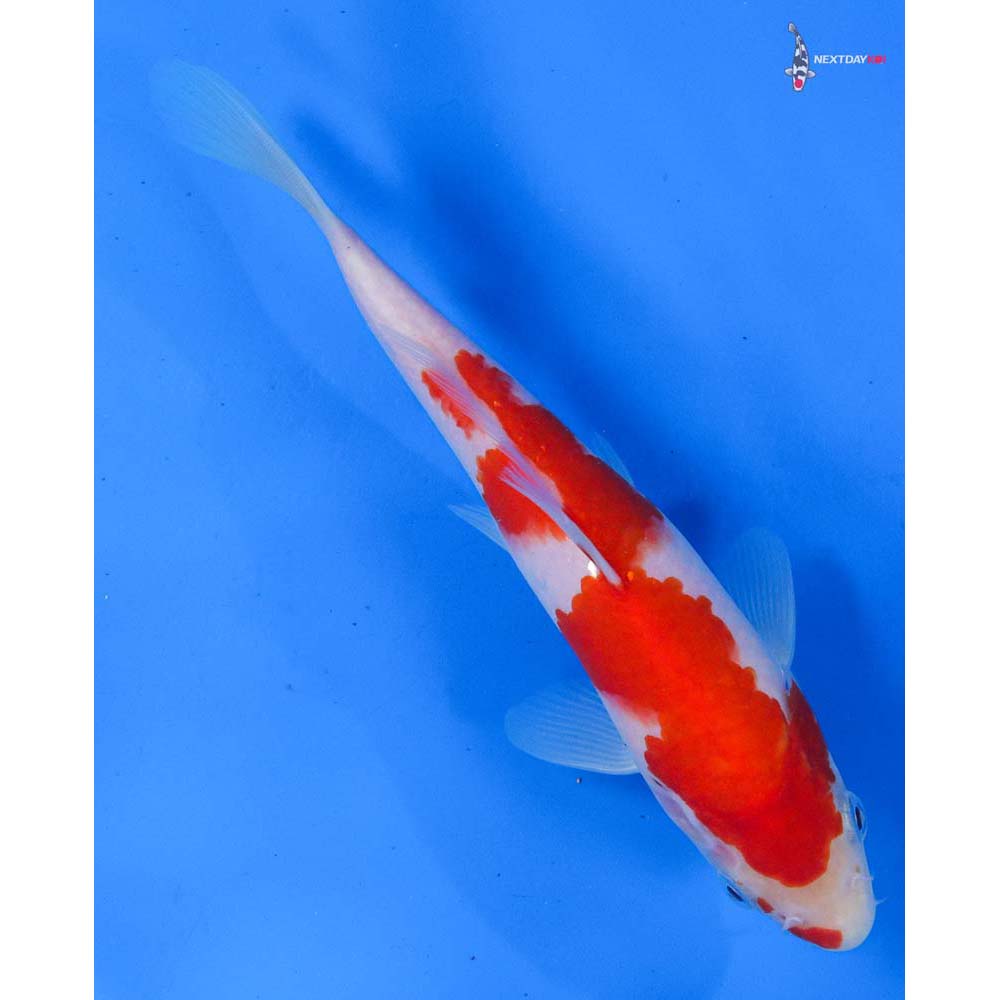 7.5” Imported Kohaku