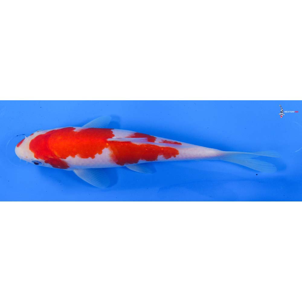 7.5” Imported Kohaku
