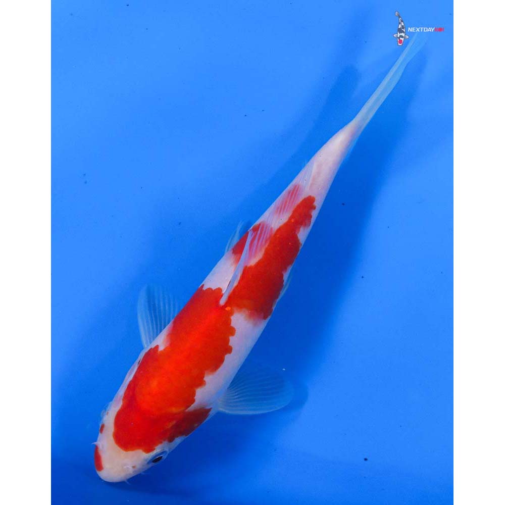 7.5” Imported Kohaku