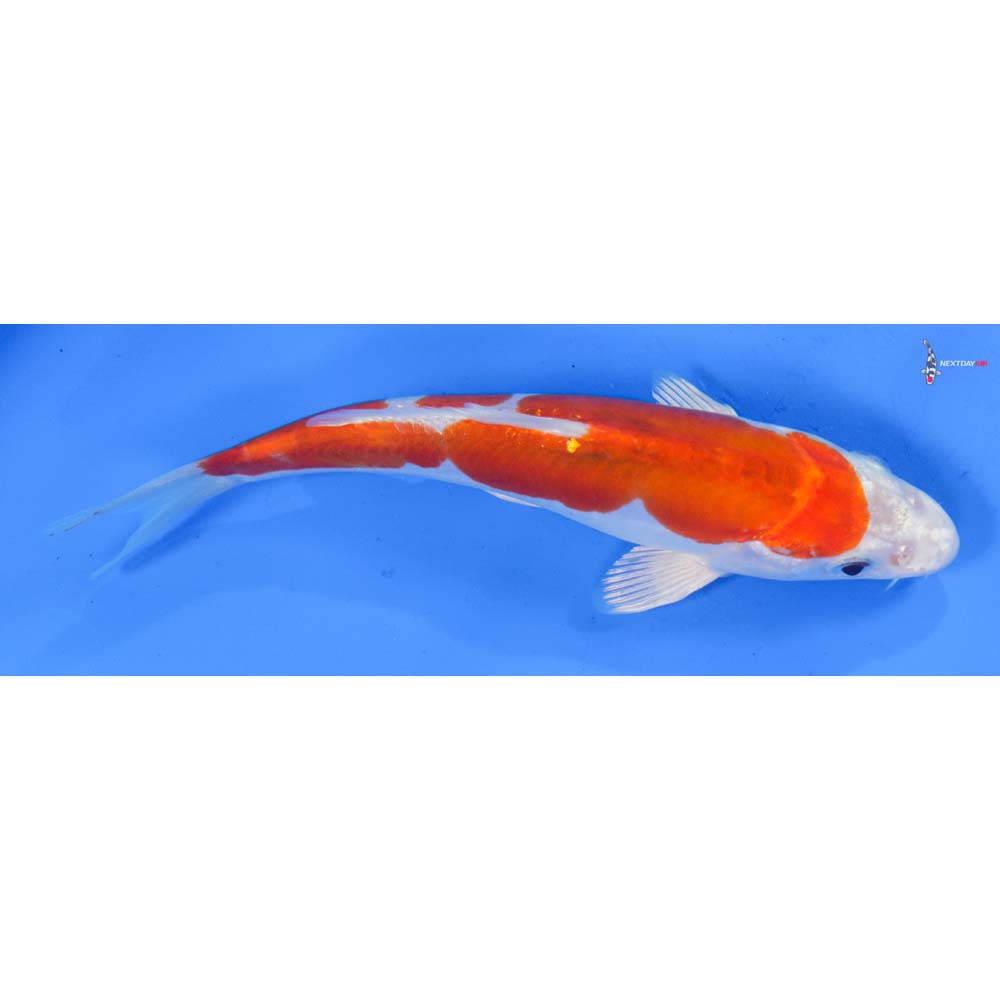 7.5” Imported Kikusui